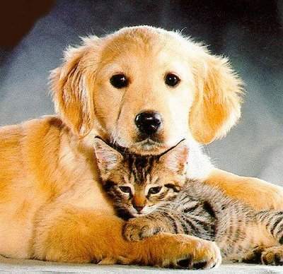 &iquest;cuanto les duele a los animales?